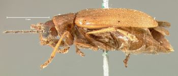 Media type: image; Entomology 18307   Aspect: habitus lateral view